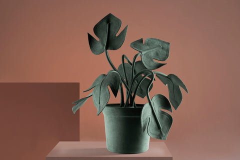 Monstera petite verte, Vert