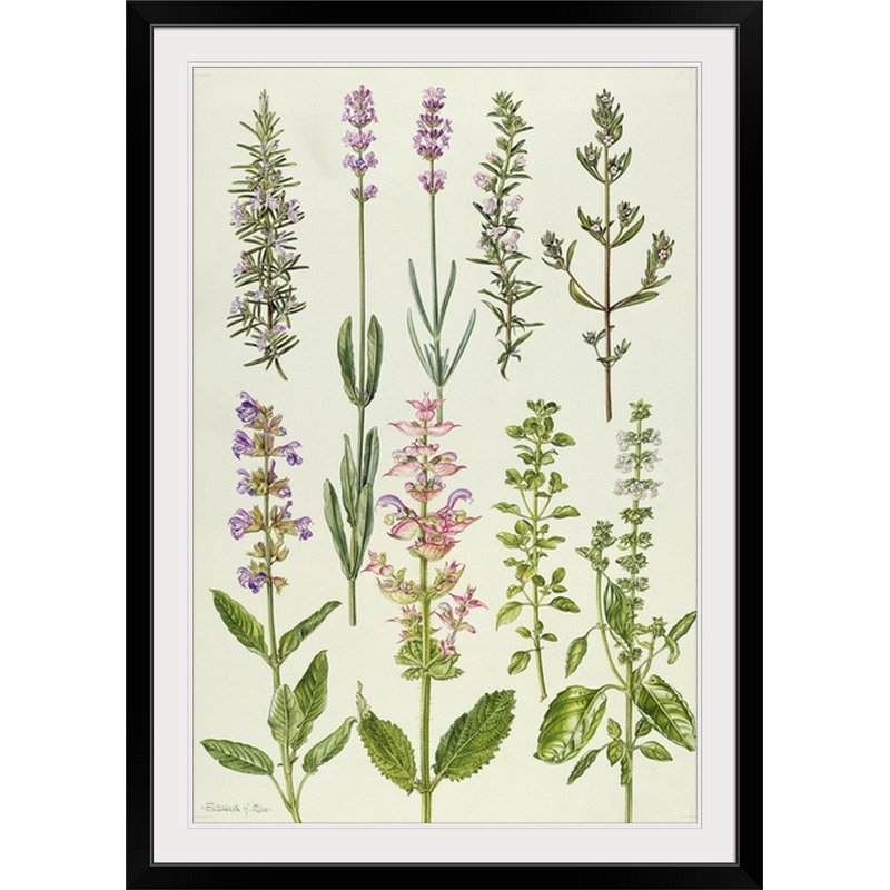 «Herbs Rosemary and Autre» par Elizabeth riz, reproduction, H 38 po x l 28 po x P 1 po, Cadre noir