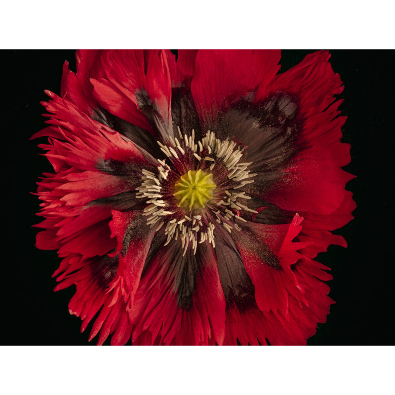 Papaver Hybridium «Naughty Nineties» par Harold Davis, H 24 po x l 32 po, Toile tendue