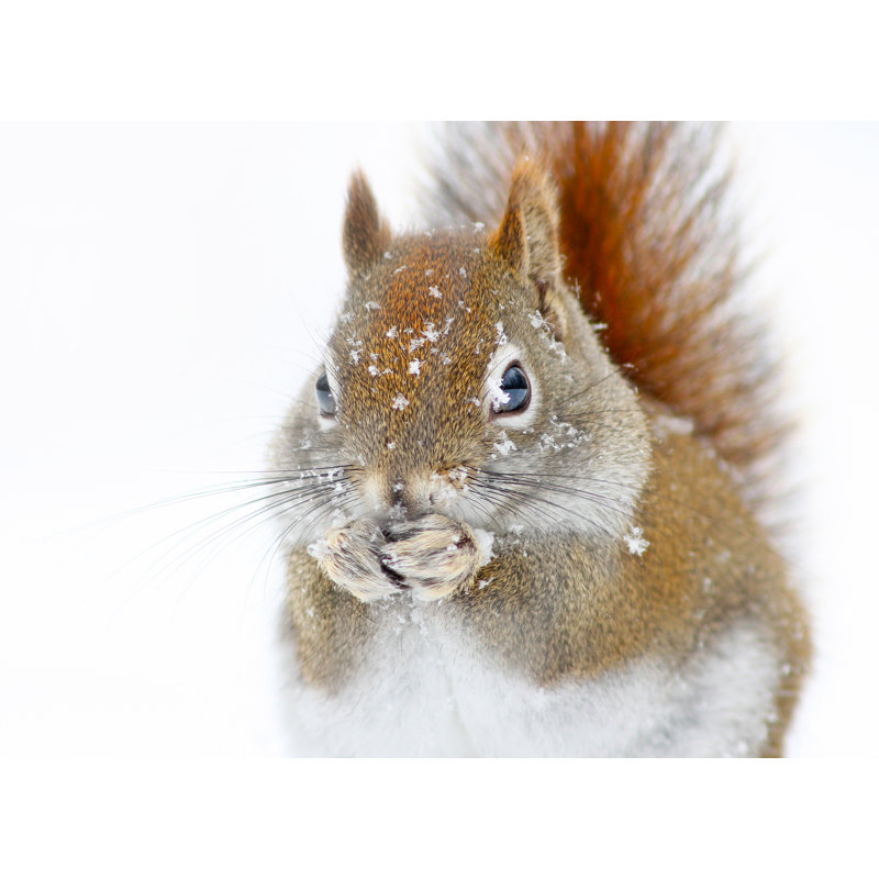 «Christmas Squirrel», art mural sur toile tendue, H 30 po x l 40 po