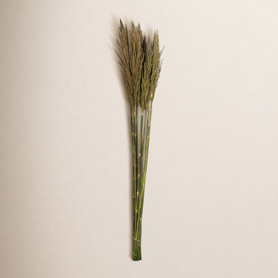 Zellmer 36'' H Preserved Plume Reed Bundle