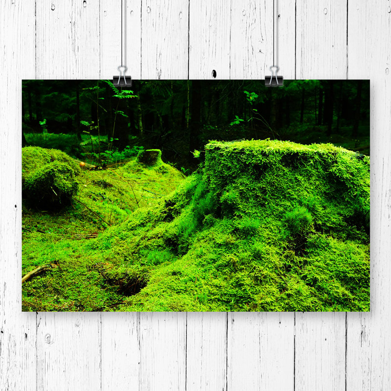 Landscape Forest Moss Norway - No Frame Print, 59.4cm H x 84.1cm W