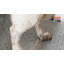 Baignoire de toilettage pour chien en métal 62 po avec ouverture à gauche-93738019