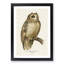 Short-Eared Owl by Von Wright - Picture Frame Painting Print-55764543-55764545