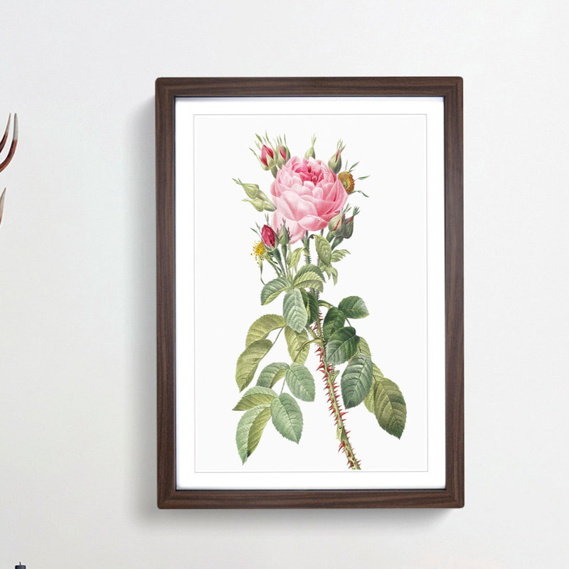 Pink Roses in Bloom by Pierre-Joseph Redoute - Picture Frame Graphic Art Print on MDF, Walnut Framed, 65cm H x 48cm W x 2cm D