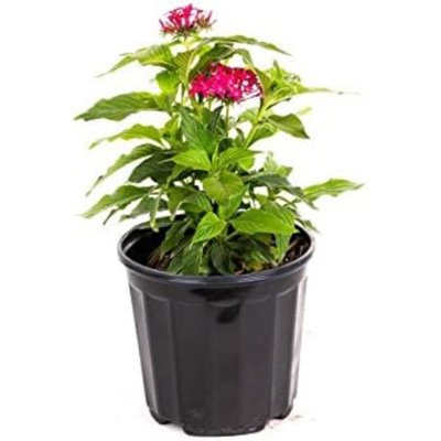 American Plant Exchange Live Flowering Dwarf Penta Lipstick Landscape Plant, 6-Inch Plant