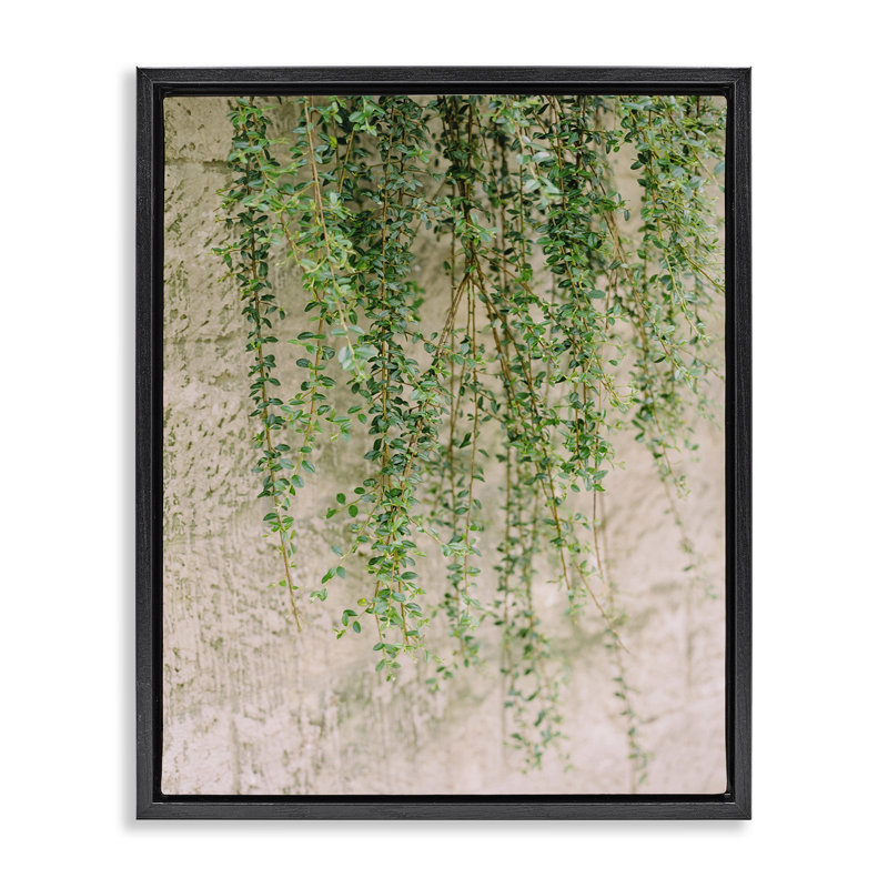 «Hanging Ivy Vines», art mural encadré par Justine Milton, Cadre flottant noir de jais, H 21 po x l 17 po