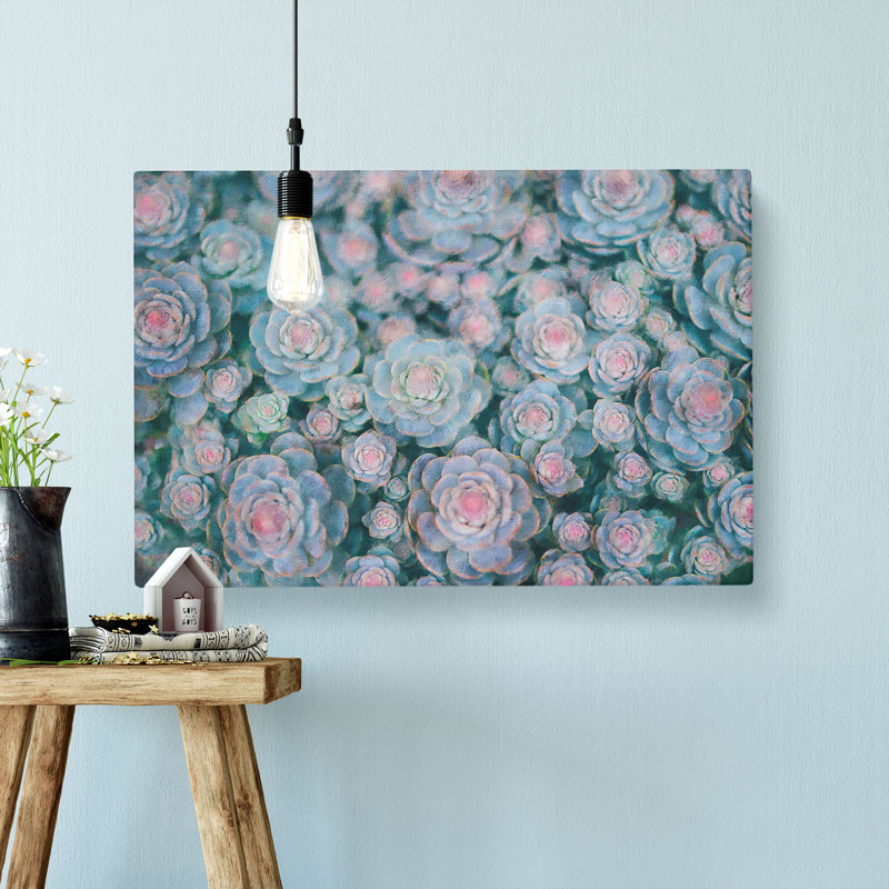 Succulent Plants - Wrapped Canvas Painting, 40cm H x 60cm W x 3cm D