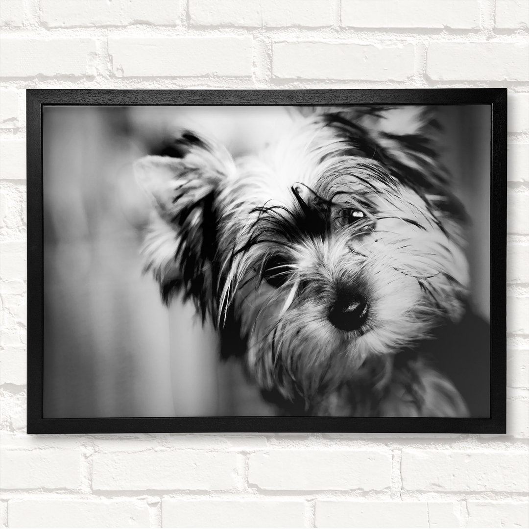 Niedlicher Yorkshire Terrier Gerahmter Druck