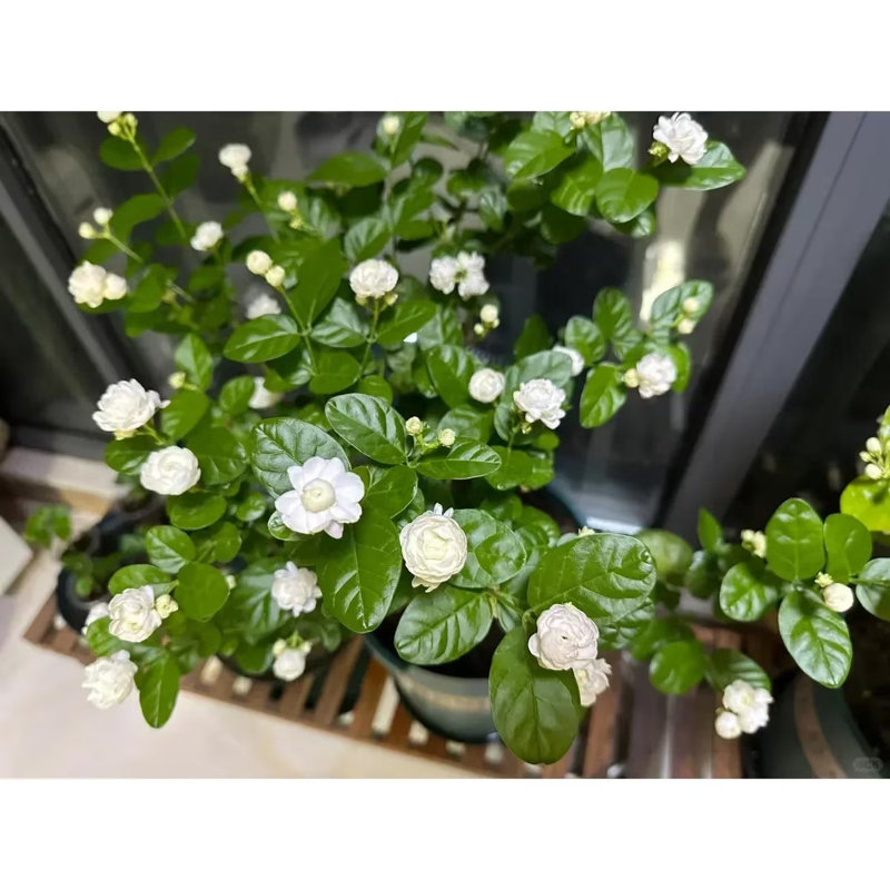 Live Jasmine Tree Sapling, Fragrant Blooming Flower Plant