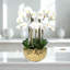 Orchid Arrangement In Vase-1278500913