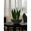 Snake Plant with Rocks in a Fiberstone Pot