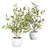 Olive Tree with Vase