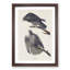 Labrador Falcons by John Audubon - Picture Frame Graphic Art Print-55609758-55609761