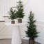 SEASONAL GREENERY TREE PINE BSKT 4FT
