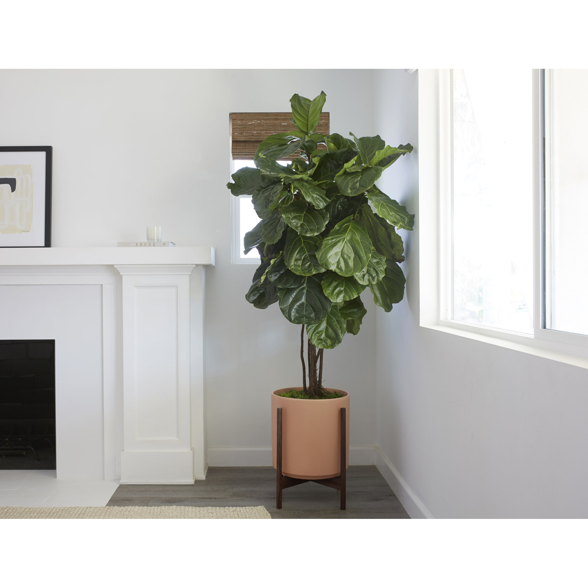 Riverside Handmade Ceramic Pot Planter, 18.25" H x 12.6" W x 12.6" D, Peachy Cotta/Darkened Teak