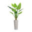 Panama Bannister Philodendron plante en pot