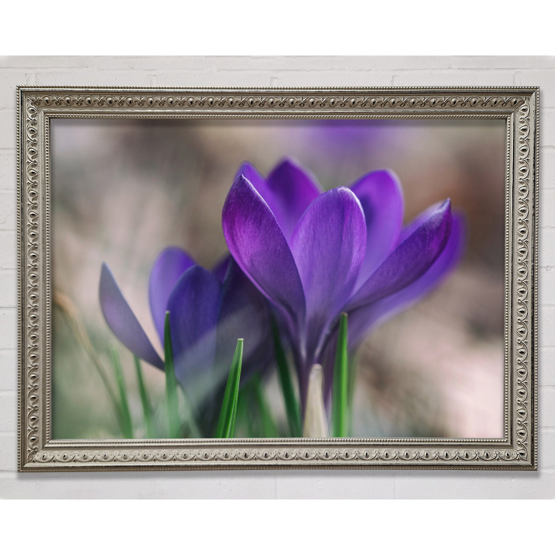 Purple Crocus Opening Up - Einzelner Bilderrahmen Kunstdrucke