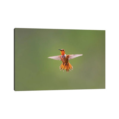 " Rufous Hummingbird " by Larry Ditto