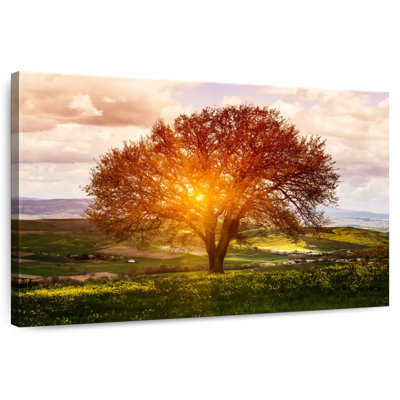 Harnek Sunlit Tuscan Tree
