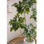 Simulation de plante verte Happiness Tree Living Room-110897959