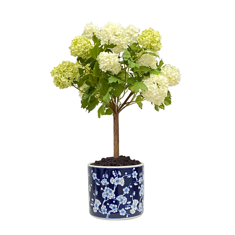 SNOWBALL IN PLUM BLOSSOM POT