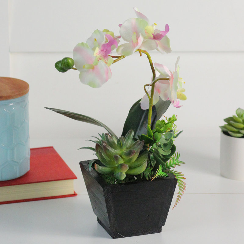 13" Potted White and Pink Orchid with Succulent Plants in Black Wooden Pot