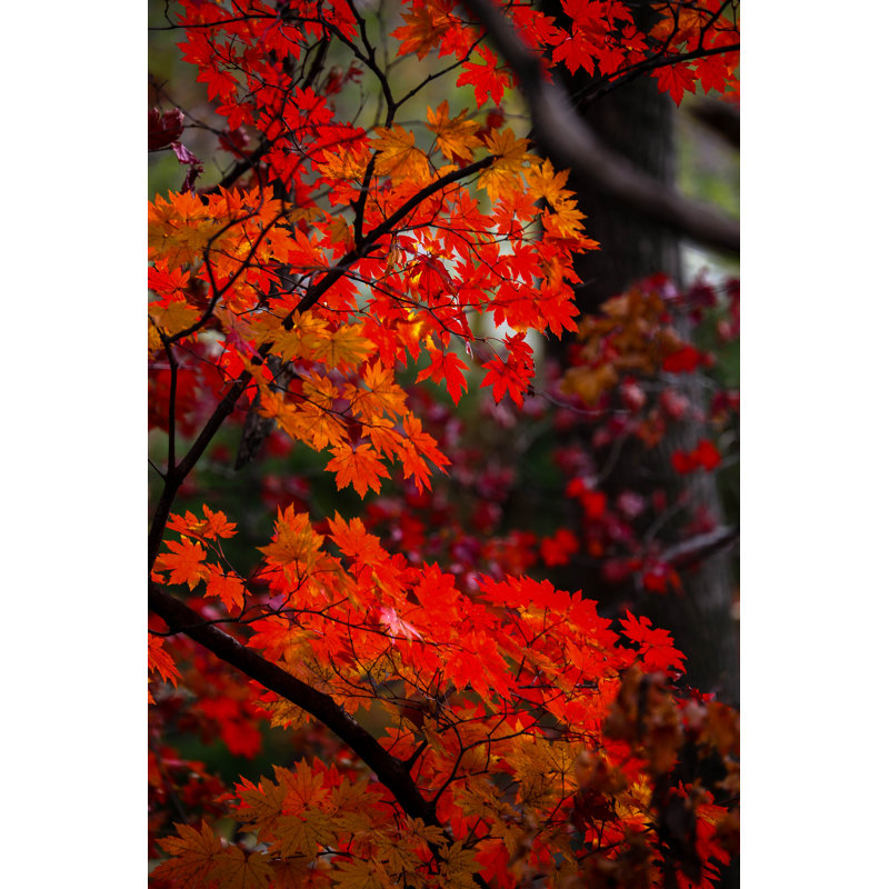 Autumn Leaves by IAN_ONNOFF - Wrapped Canvas Print, 76cm H x 51cm W x 3.8cm D