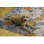 Tapis ivoire orange Ernetta Penssacola-1674874187