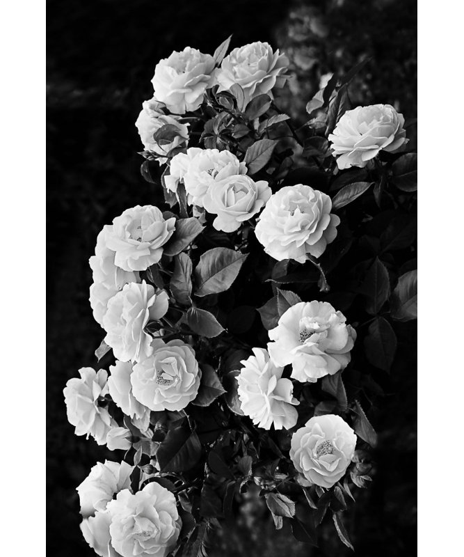 Wrapped Canvas Print, 121.92 cm H x 81.28 cm W