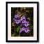 Purple Orchards Print by Tom Kostes-65851400-65825978