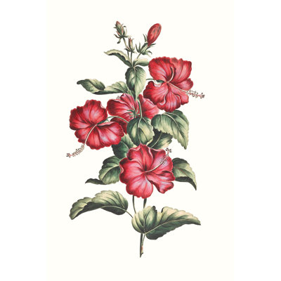 Flowering Hibiscus III - Painting