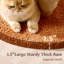 Tour pour arbre à chat Modern Natural-1589674967