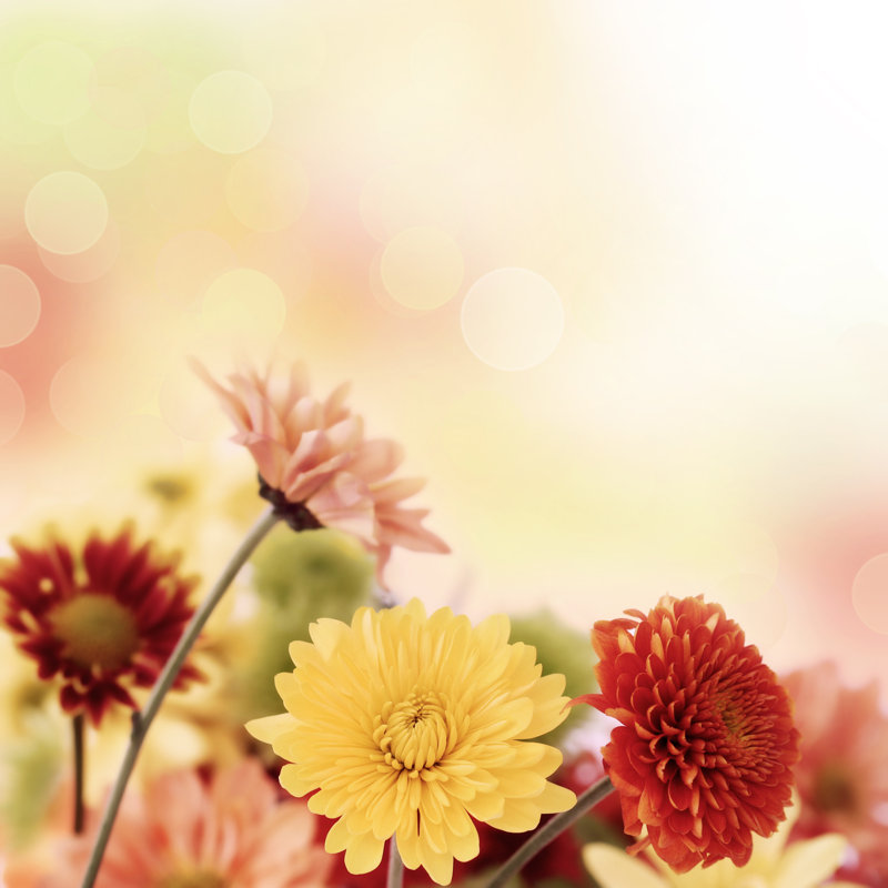 Colourful Mums Flowers by Acik - Wrapped Canvas Print, 91cm H x 91cm W