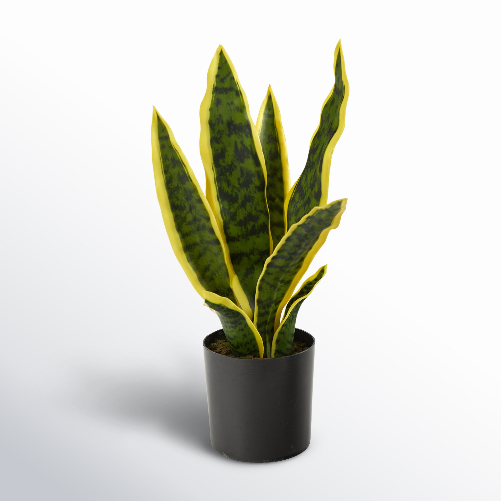 30" Snake Plant in Pot, 14" H x 6" W x 6" D, Yellow