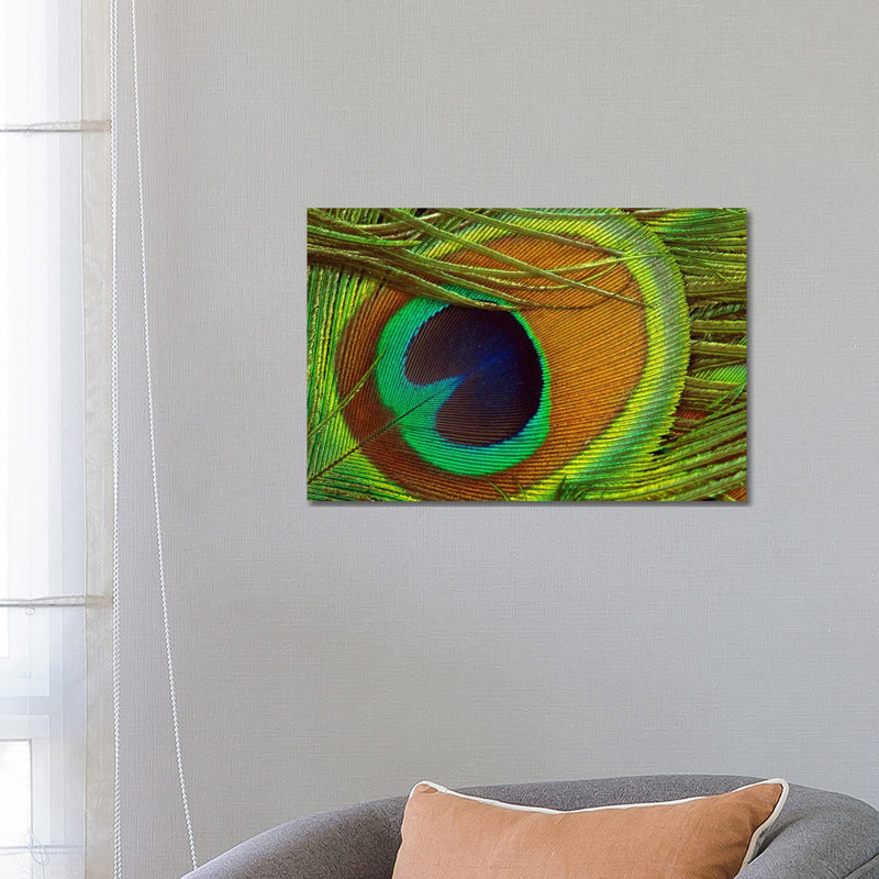 Indian Peafowl Male Display Feather, Native To India And Southeast Asia by Gerry Ellis - Wrapped Canvas Print