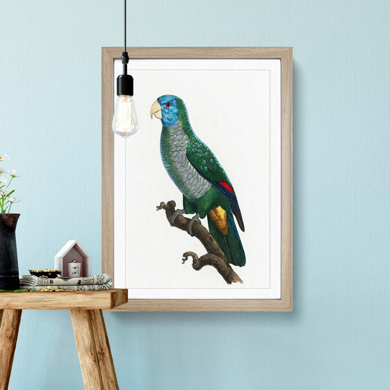 Saint Lucia Smazon Parrot by F. Levaillant - Picture Frame Painting Print, 36cm H x 27cm W x 2cm D, Oak Framed
