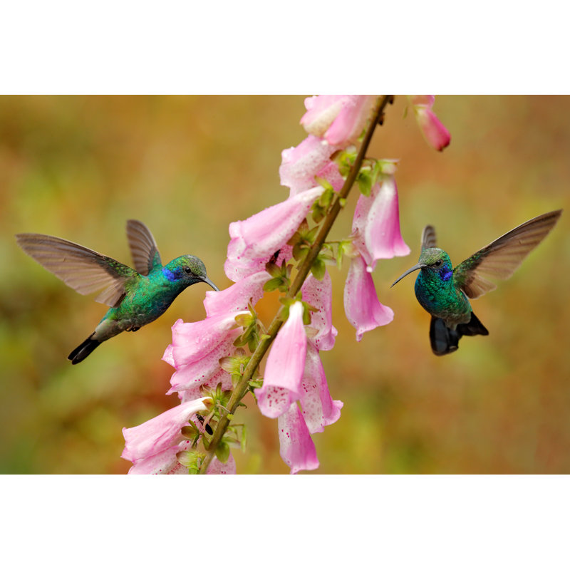 Hummingbird by Ondrej Prosicky - Wrapped Canvas Print, 81cm H x 122cm W x 3.8cm D