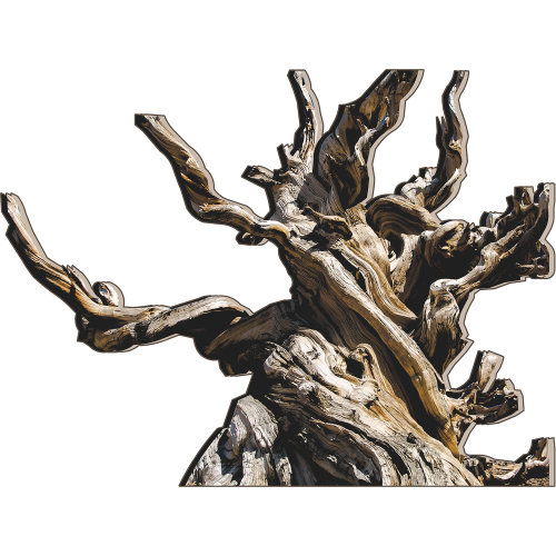 H13641 Methuselah World's Oldest Tree Great Basin Bristlecone