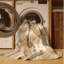 Tapis brun / beige beige lavable à la machine Roslindale-236399554