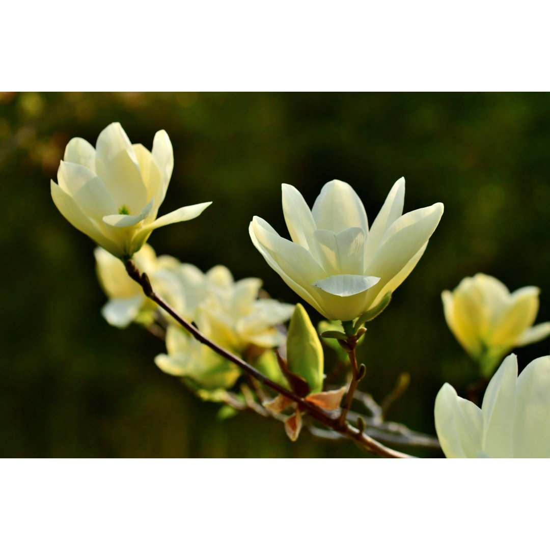 Magnolia Acuminata von Magicflute002 - Druck