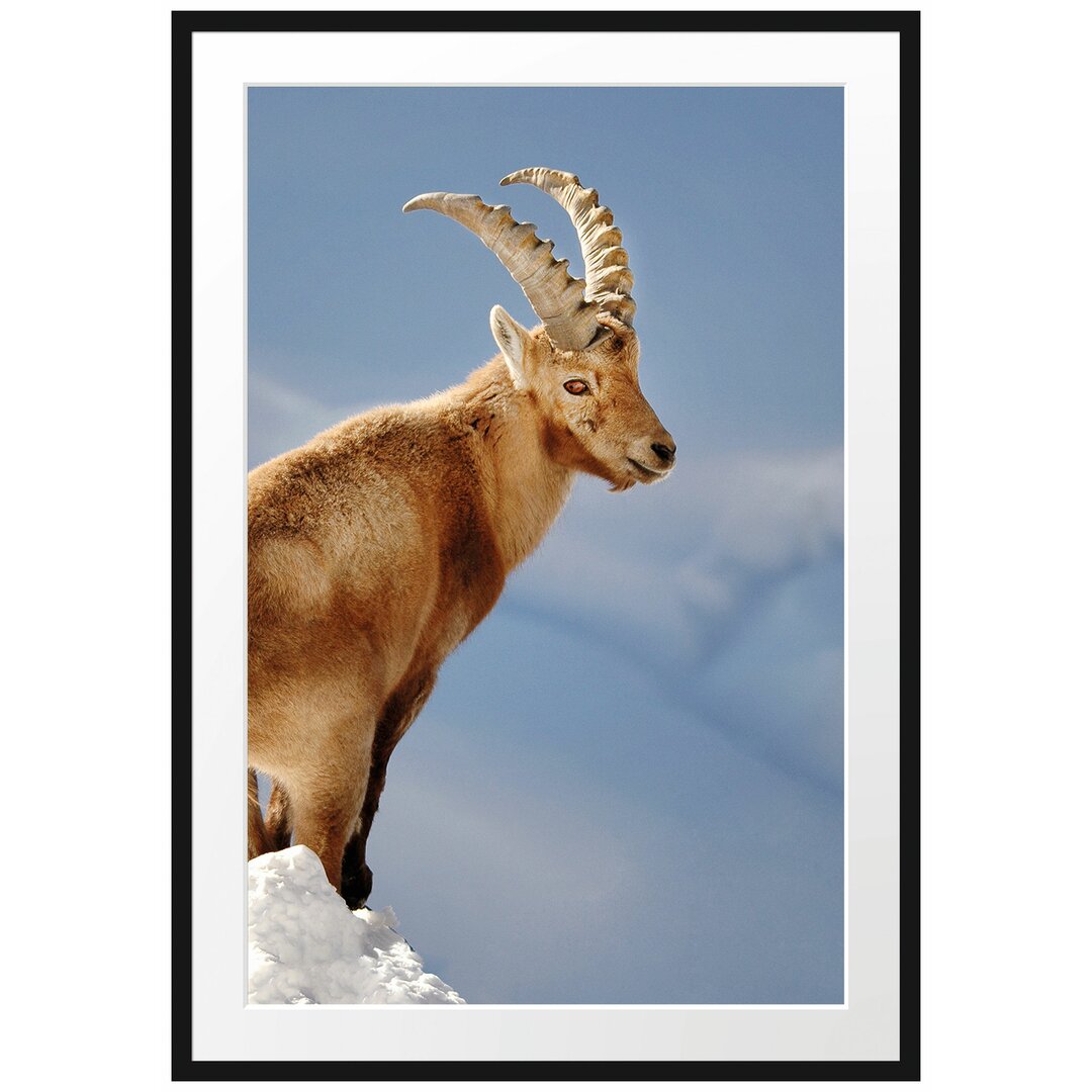 Gerahmtes Poster Steinbock im Schnee