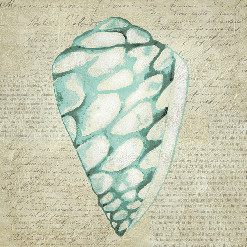 Seafoam Shell IV by Chariklia Zarris - Wrapped Canvas Painting, 76cm H x 76cm W 