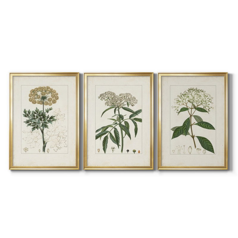 Antique Turpin Botanical VII - Toile tendue avec châssis sur mesure - 3 pièces, H 15 po x l 19 po, Doré