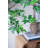 Polyscias Fruticosa Tree-112273774