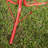 See Saw Rotator