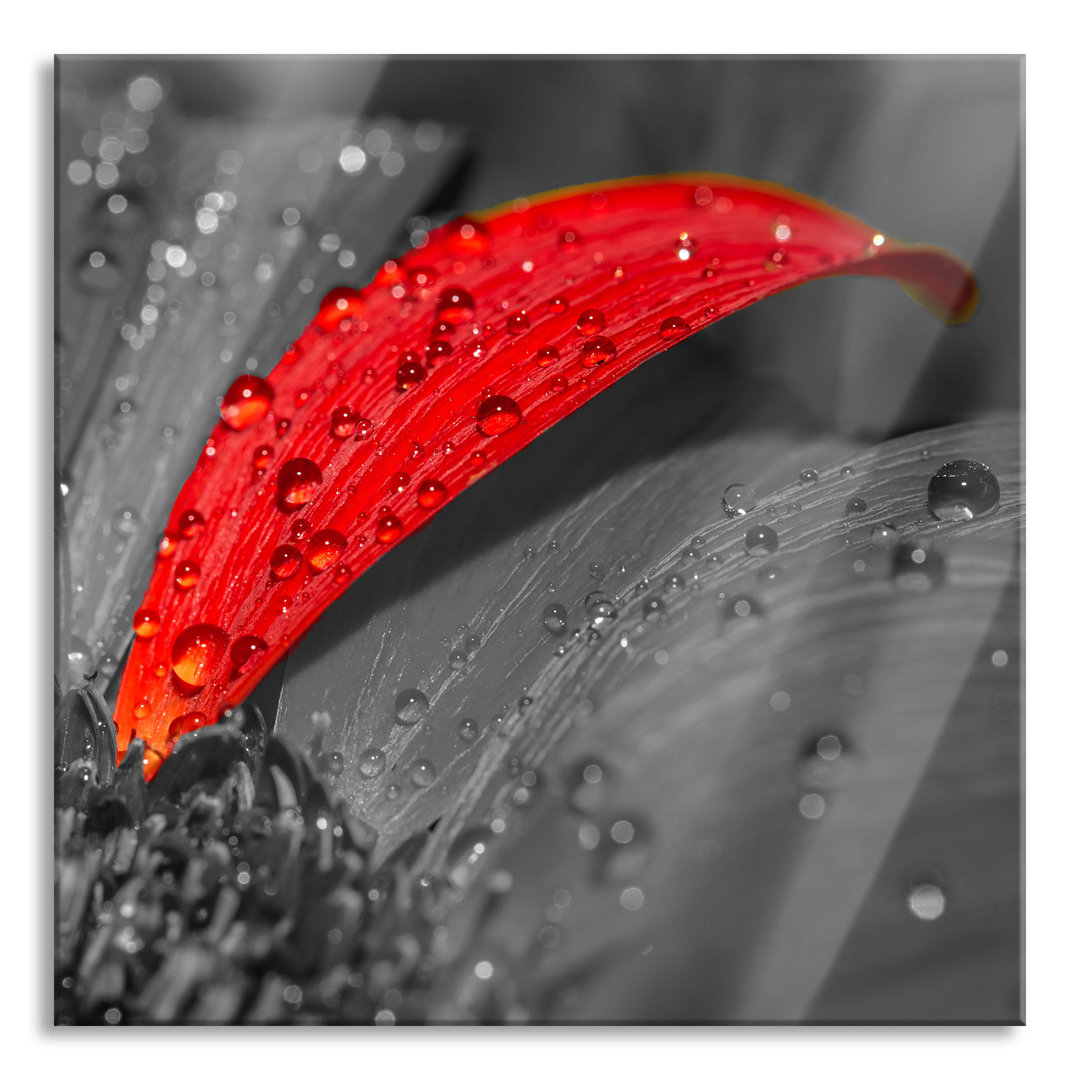 Glasbild Gerbera Blüte