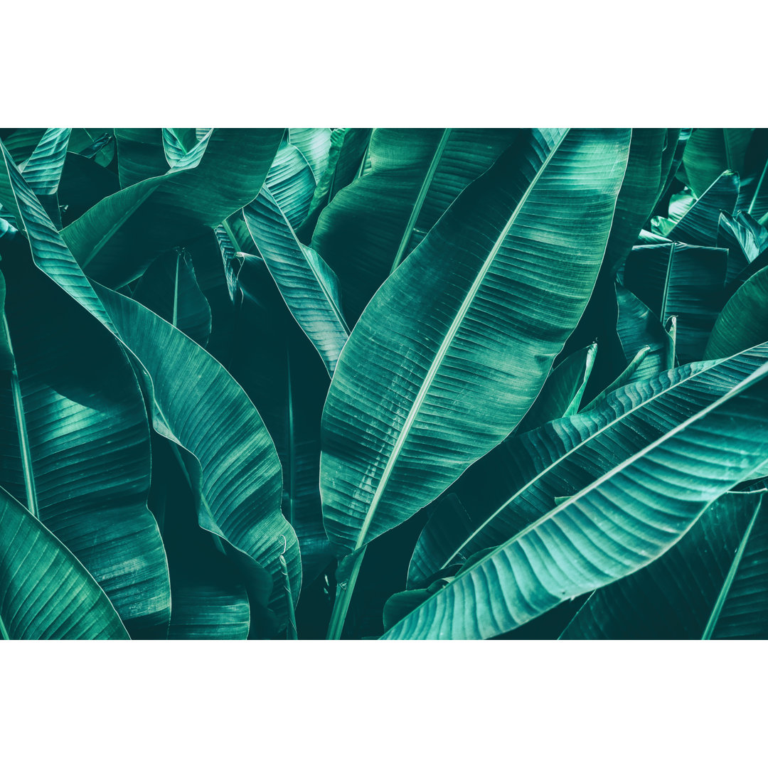 Podgorni Tropical Banana Palm Leaf by Pernsanitfoto - Wrapped Canvas Photograph