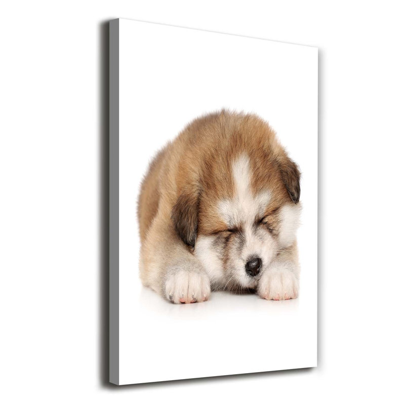 Akita Puppy - Wrapped Canvas Print