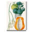 Reproduction d’art sur toile tendue « Turpin tropical fruit XII »-455943473